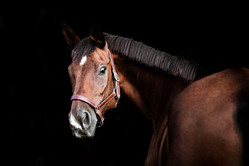 Trakehner Wallach mit Halfter