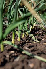 Organic garlic (Allium sativum) growing in the garden. Healthy home grown vegetables.