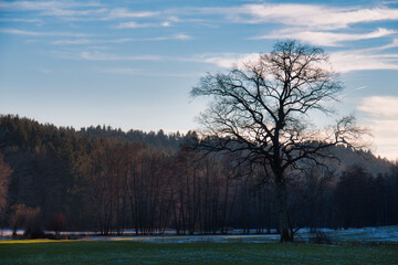 Baum auf Feld im Winter