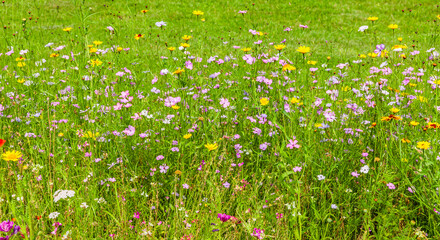 Wildblumenwiese mit bunten Wiesenblumen