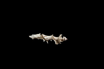 Ancient ruined clam shell on black background.