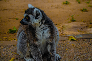 ring lemur sitting on the ground