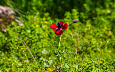 Obraz premium red poppy flowers in field