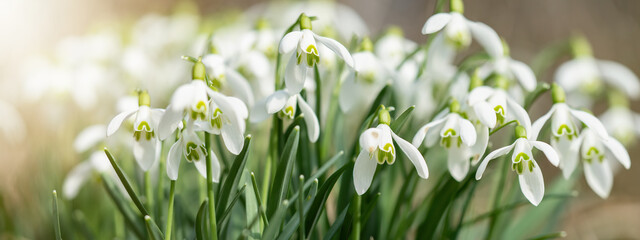 Spring awakening in the morning - White fresh snowdrops flower ( Galanthus ) on green meadow in sunny garden . Easter spring background banner panorama..