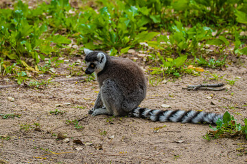 Naklejka na ściany i meble ring tailed lemur sitting on the ground