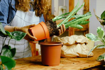 Transplanting snake plant or Sansevieria houseplant. Home gardening, greenery concept.  - obrazy, fototapety, plakaty