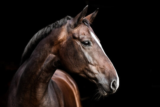 Warmblut Pferd mit Blesse