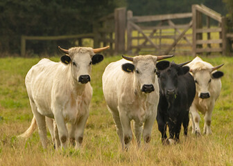 British Parl White Cattle