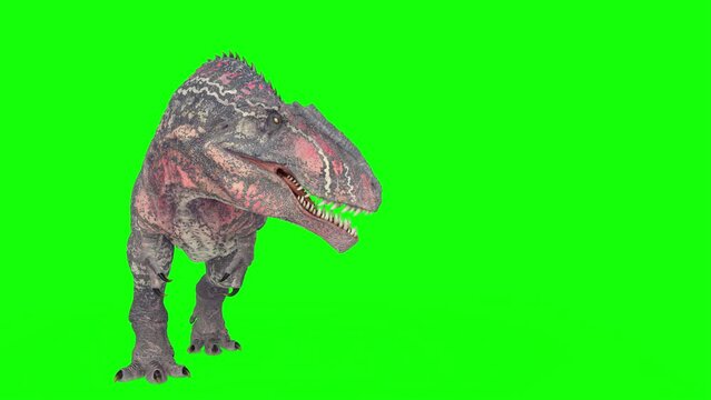 giganotosaurus is looking to side in green chroma key background