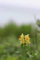 wild flower / korea / 한국 / 들꽃 / 야생화