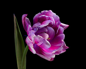 Beautiful multicolor blooming tulip with green stem and leaf isolated on black background. Close-up shot.