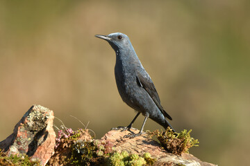 roquero solitario en la montaña en primavera