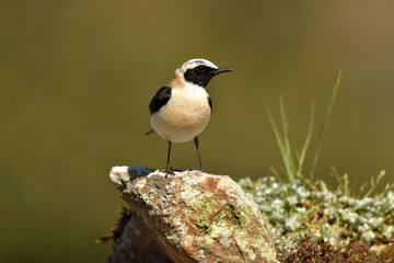 Fototapeta premium colalba rubia en el campo en primavera
