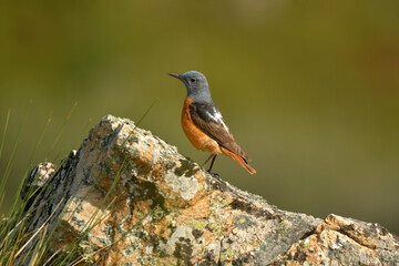 Roquero rojo en la montaña en primavera