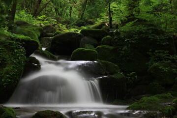 Naklejka premium Moss / 이끼