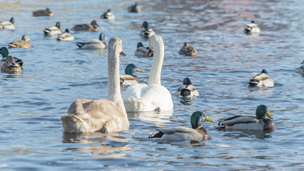 Swan and ducks on frozen river. Flock of wild ducks and swans swims in the pond. Wintering of wild birds in the city.