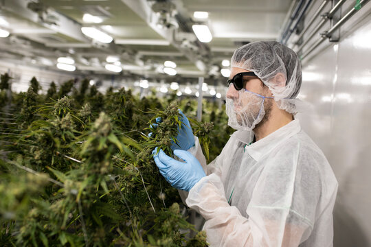 Grower in clean suit examining cannabis plant