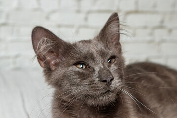 Beautiful gray cat on a brick wall background