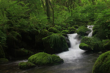 Fototapeta premium Moss / 이끼