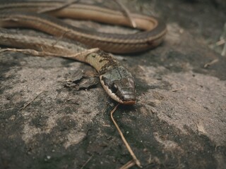 lizard on a stone