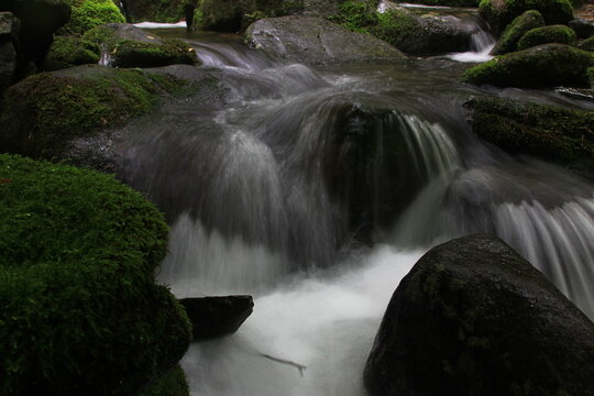 Moss / 이끼