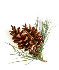 Naklejka na ściany i meble Branch with pine cone