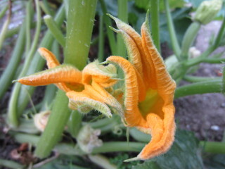 Bright yellow pumpkin flowers (cucurbita) of an unusual deformed shape.