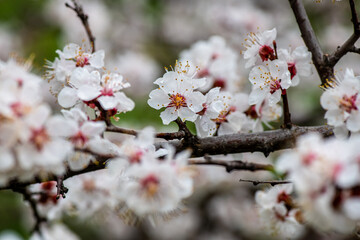Nice white apricot spring flowers branch macro photography nature awakening