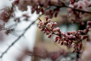 Nice white apricot spring flowers branch macro photography nature awakening