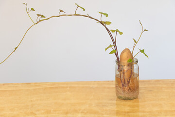 Sweet potato growing in water -Ipomoea batatas - concept for care - New shoots of sweet potato...