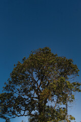 Obraz premium tree and sky