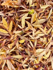 Beautiful autumn leaves, gold leaves, close up, texture, October