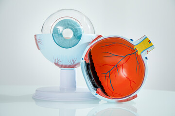modello in plastica di occhio umano con in evidenza tutte le parti interiori 