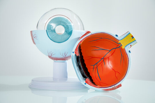 modello in plastica di occhio umano con in evidenza tutte le parti interiori 