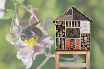 Insektenhotel mit Hintergrundmotiv einer Wildbiene