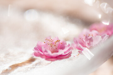 水に浮かぶ梅の花