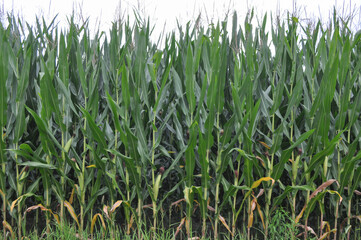 Obraz premium field of maize
