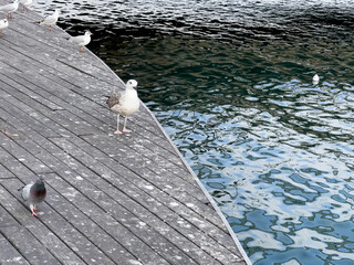 Seagull birds standing together in the port of Barcelona