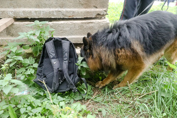 MINSK, BELARUS - 1 March, 2022: police dog looking for drugs