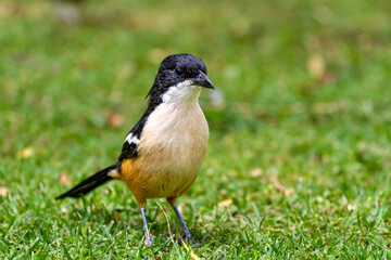 Fl&ouml;tenw&uuml;rger