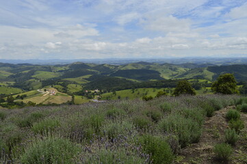 Fototapeta premium Lavandas com campos de Cunha ao fundo