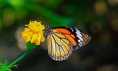 Plain Tiger is sitting on the flower. Danaus genutia, also known as the plain tiger, African queen, or African Monarch. Common Tiger butterfly (Danaus genutia butterfly) collecting nectar on a flower.