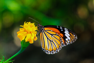 Fototapeta premium Plain Tiger is sitting on the flower. Danaus genutia, also known as the plain tiger, African queen, or African Monarch. Common Tiger butterfly (Danaus genutia butterfly) collecting nectar on a flower.