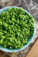 Cress Microgreens, in a bowl, on a granit board, close up, from above. green shoots of leaf cress, seedlings and young plants.
