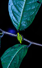 Blunt-Spined Kite Spider on leaves. Macro photo of Blunt-Spined Kite Spider(Gasteracantha fornicata).