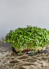 Closeup image of a microgreen sprouts of green mustard isolated on grey background.