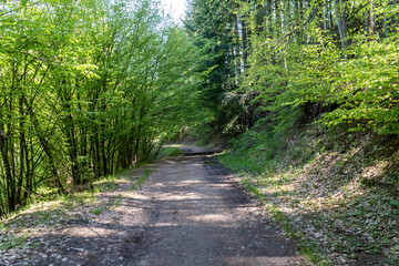 Path through the forest near Fotinovo village in Bulgaria