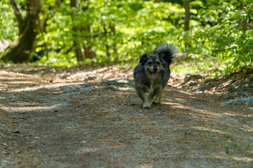 Small dog near a path in the forrest