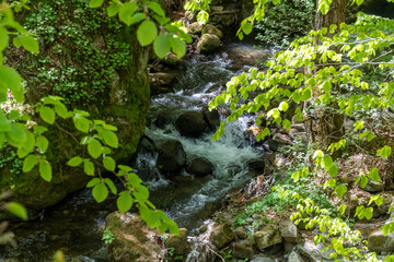 Path through the forrest near Fotinovo village in Bulgaria