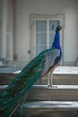 Peacock standing on staricase
